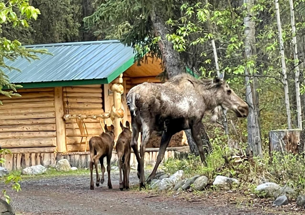 Carlo Creek Cabins Denali Park Exterior foto